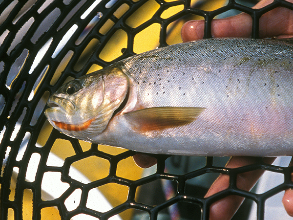 cutthroat trout