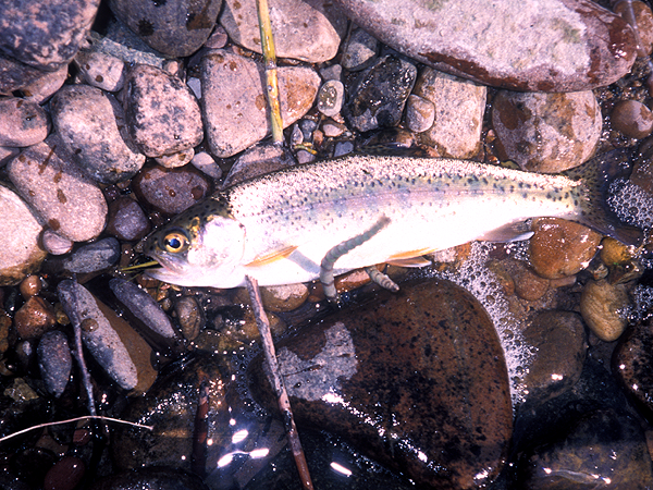 cutthroat trout in Rock creek