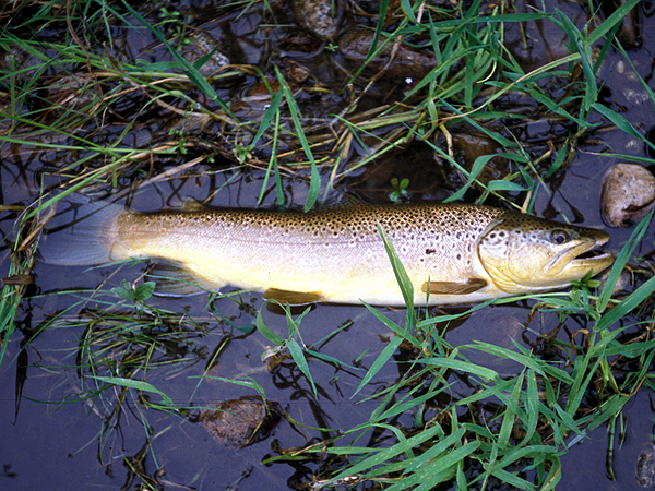 largest trout I've caught