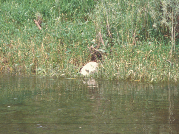 mink dragging dead duck