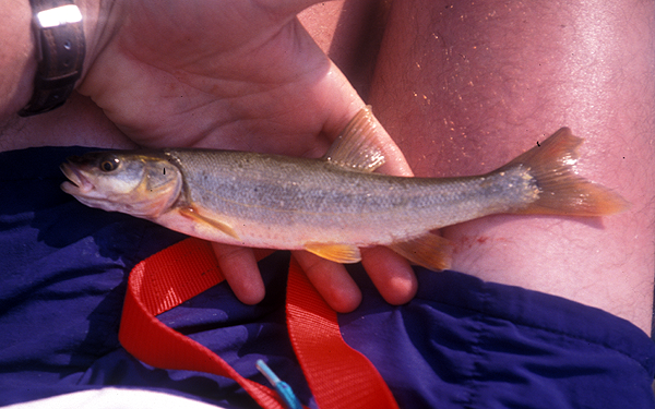 northern pikeminnow