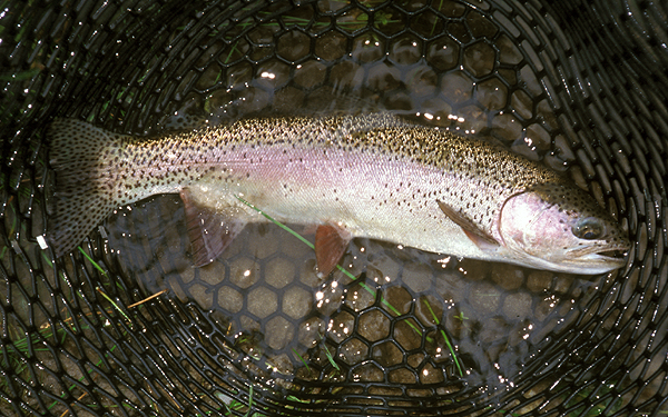 rainbow trout