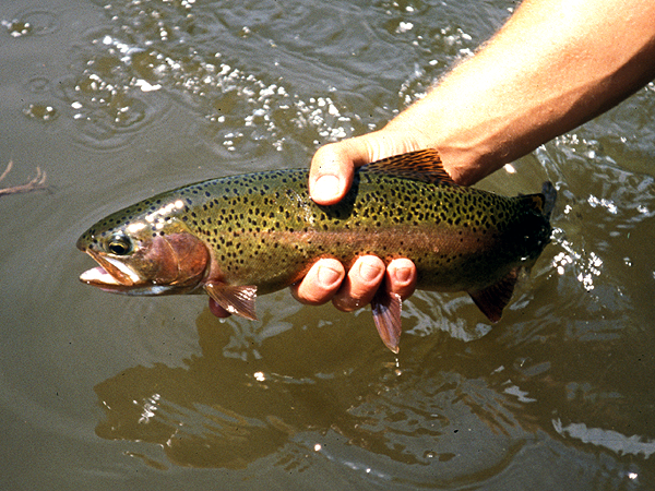 rainbow trout