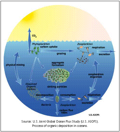 Text Box:  
Source: U.S. Joint Global Ocean Flux Study (U.S. JGOFS).
Process of organic deposition in oceans.

