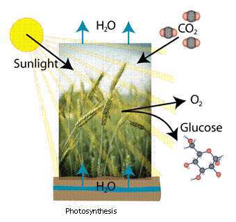 Text Box:  
                              Photosynthesis
